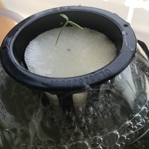 プチトマトの芽 プチトマトの芽